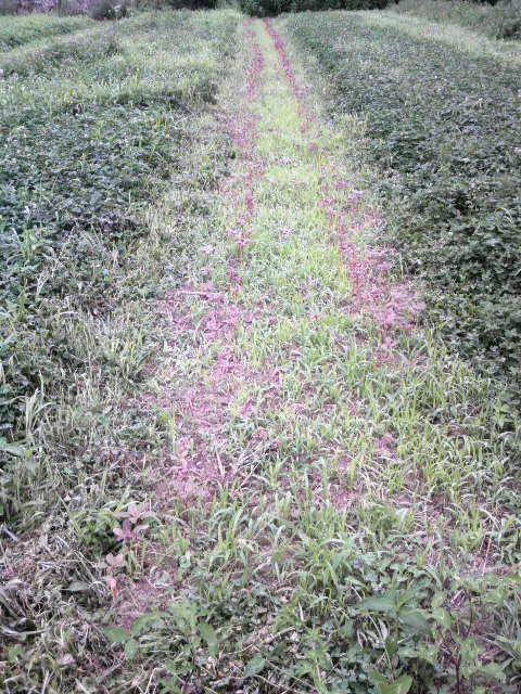 �ŏ��̊Ԉ��������{�����A�}�����T�X