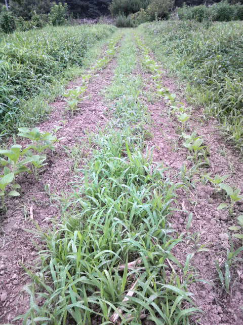 �Ԉ����Ɠy�񂹂����{�������S�}