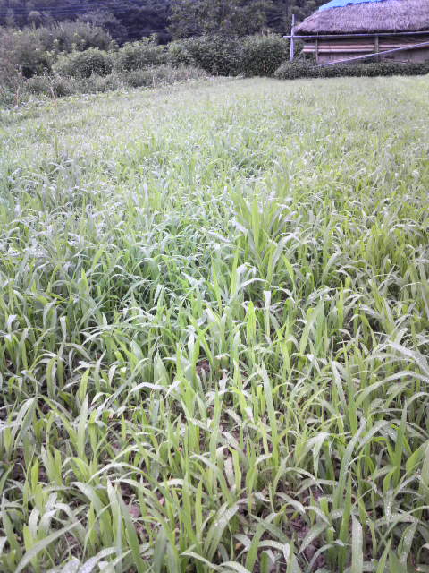 ���������ɍ���12�񎪂����L�r