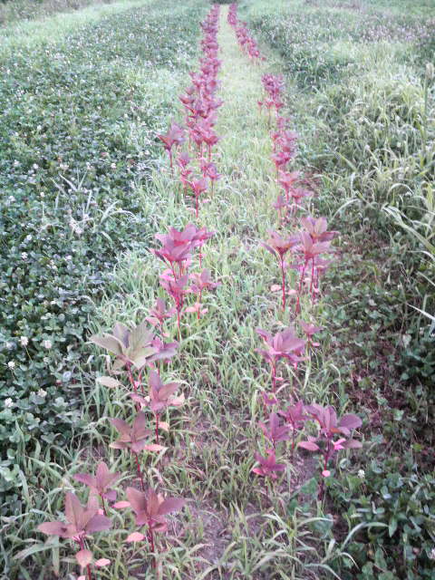 �A�}�����T�X