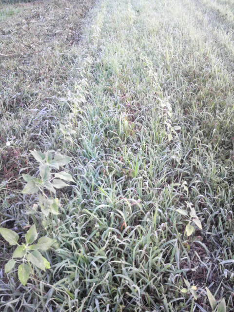 �G�����̃q�}����