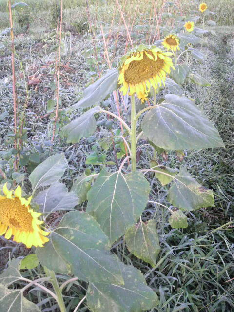 ���C���Q���ƍ��ق̃q�}����