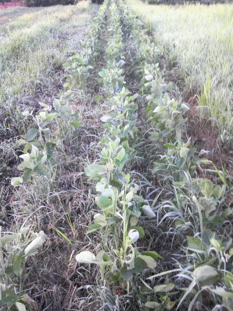 �哤(�R�ݗ�)