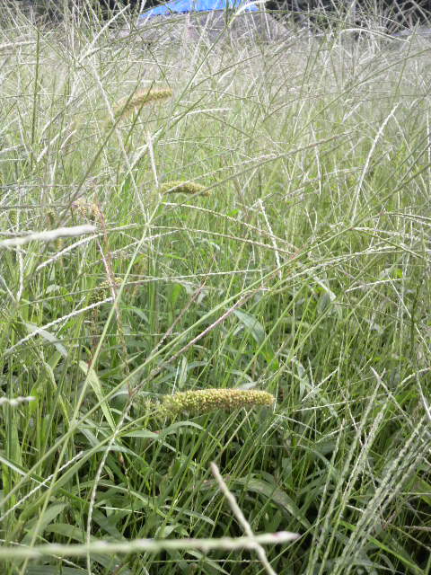 �A���Y�[���A�b�v