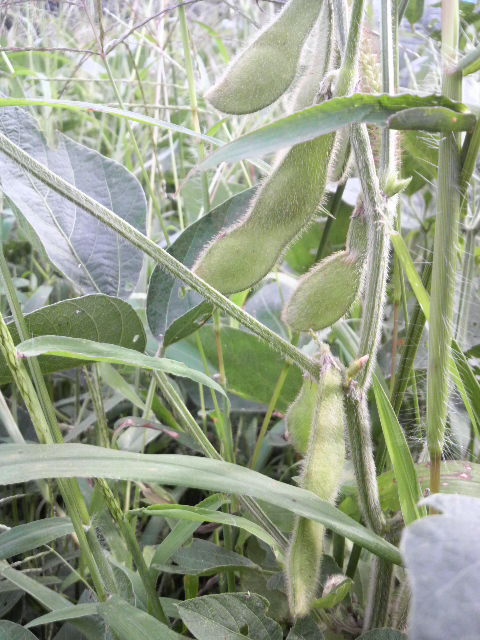 �哤(�R�ݗ�)