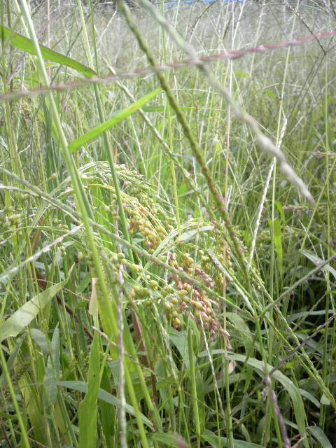 �L�r�Y�[���A�b�v