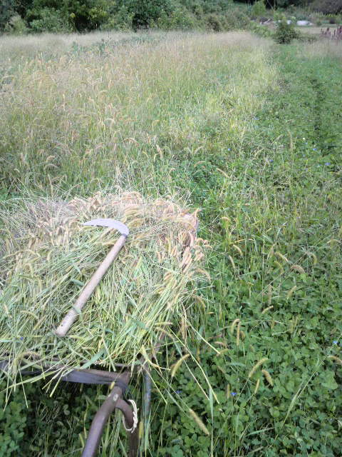 �G�m�R�����̊�����