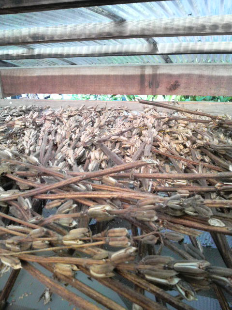 �������ŃS�}������