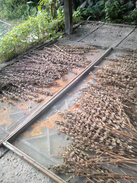 �S�}�̒E��