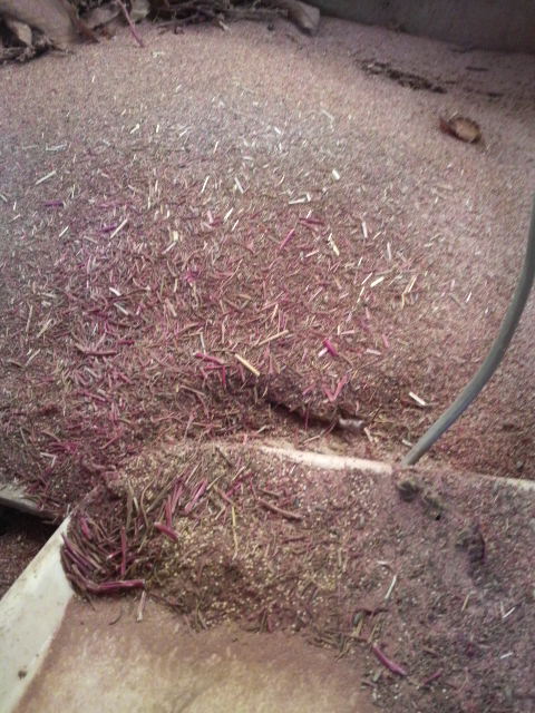 �A�}�����T�X�̃S�~