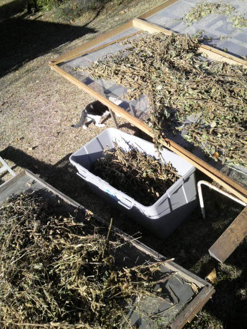 ���[�e��ŒE��