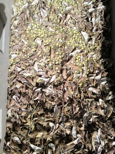 �e��̒�ɂ��܂�哤