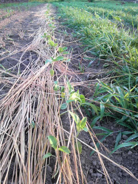 �ڐA�����S�}