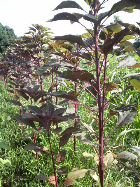 �A�}�����T�X