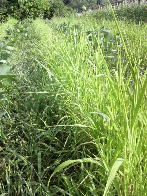 �R�ݗ��ƃA���̐������݂ɍ�t