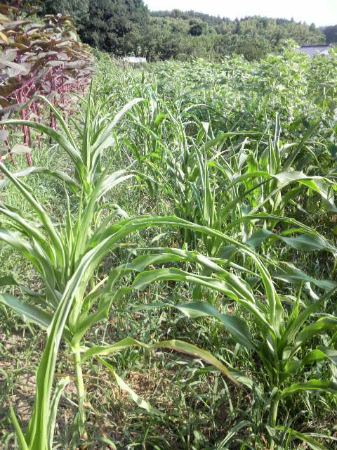 �S�[���f���o���^��