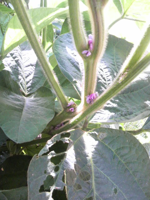 �J�Ԓ��̒O�g��