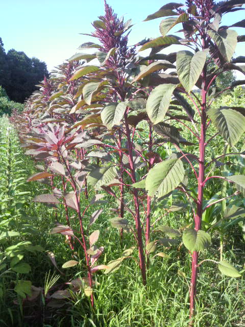 �A�}�����T�X