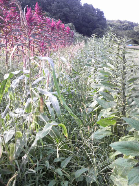 �A�}�����T�X�A�g�E�����R�V�A�S�}