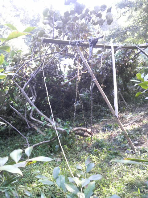 ���̒I�̈����N�������