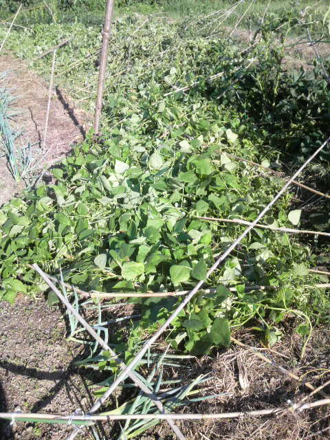 �|�󂵂����C���Q���̎x��