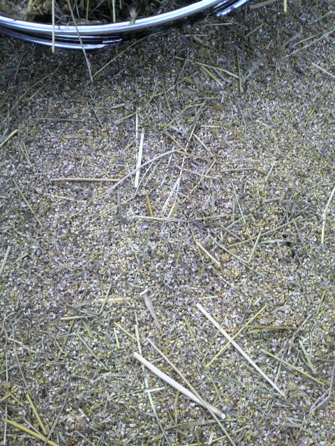 �ӂ������̃A���ƃl�R�W�����V