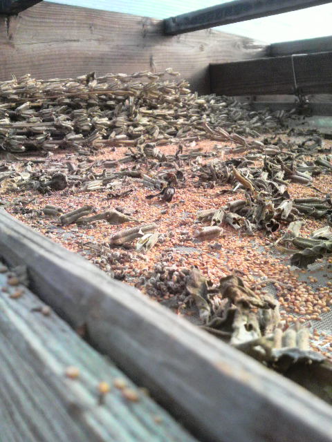 �������̃S�}