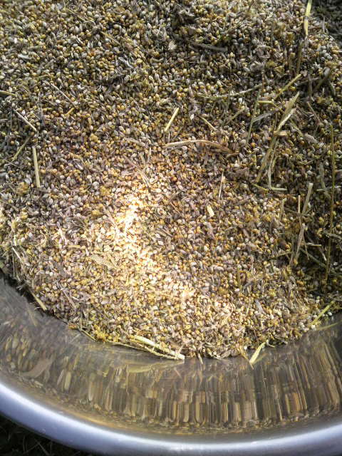 �I�ʑO�̃A��