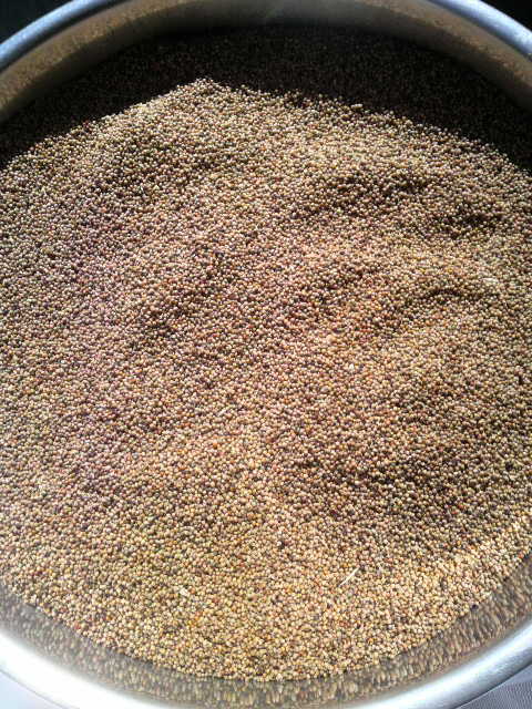 �V�R�N�r�G�̌���