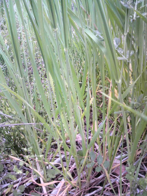 �X�y���g����