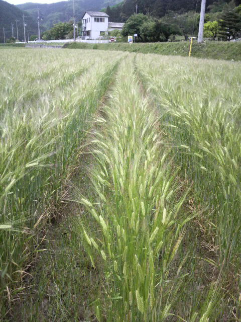 �������H���̔�