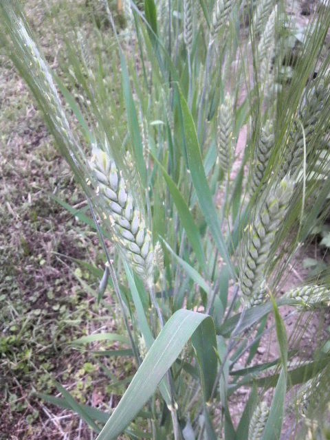 �X�y���g����