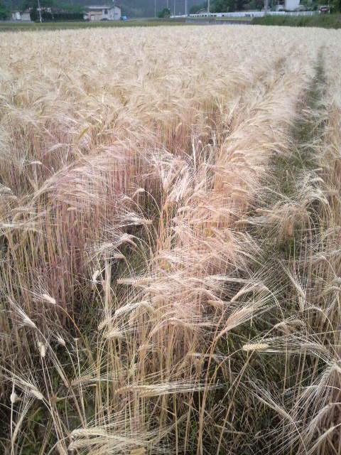 �r�[�`�������P