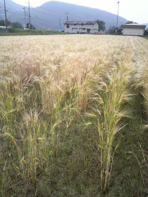 �r�[�`�������Q