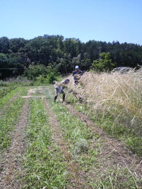 �o�C���_�[���