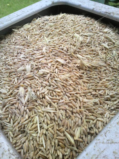 ���s�J�őI��