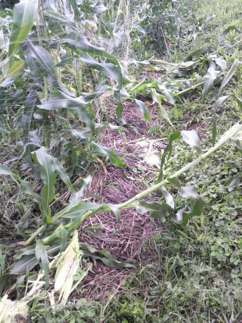 �g�E�����R�V