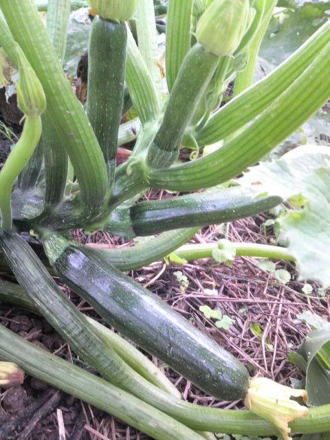 �Y�b�L�[�j