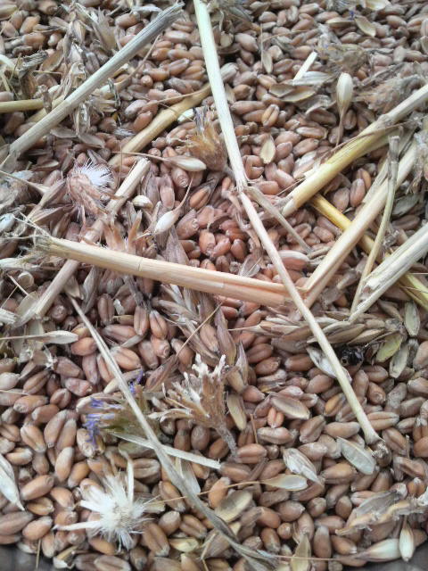 �I�ʑO�̏���