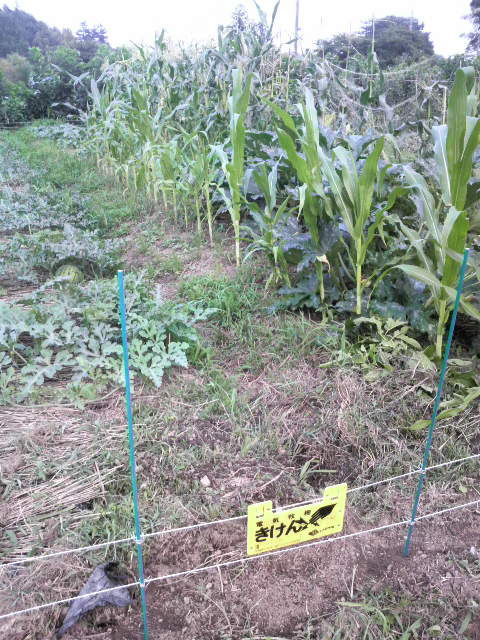 �≏�|�[���Ɣz��