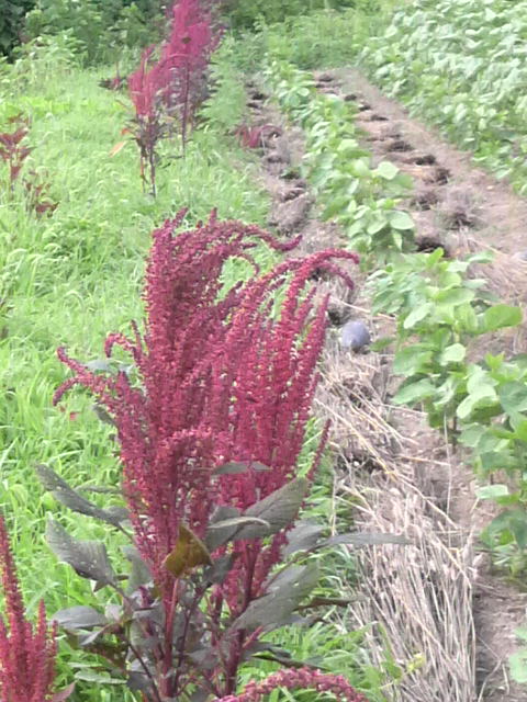 �A�}�����T�X