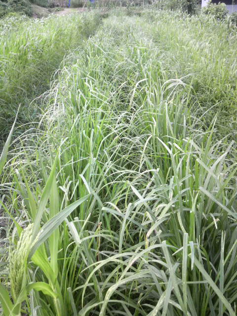 �V�R�N�r�G��