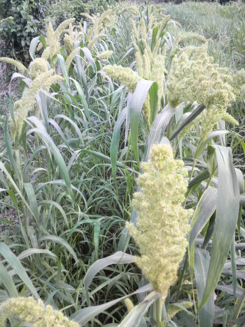 �䑵���̃A��