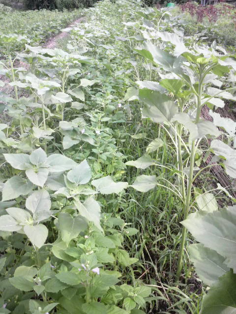 �Δ��ړI�ɃS�}�ƃq�}�����̃^�l���΂�܂�����