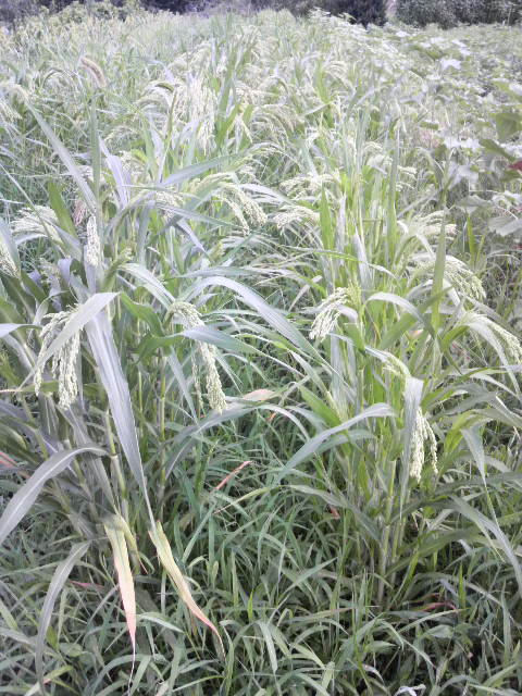 �䑵���̃L�r