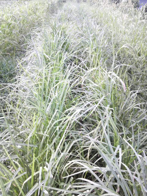 �V�R�N�r�G�̐�