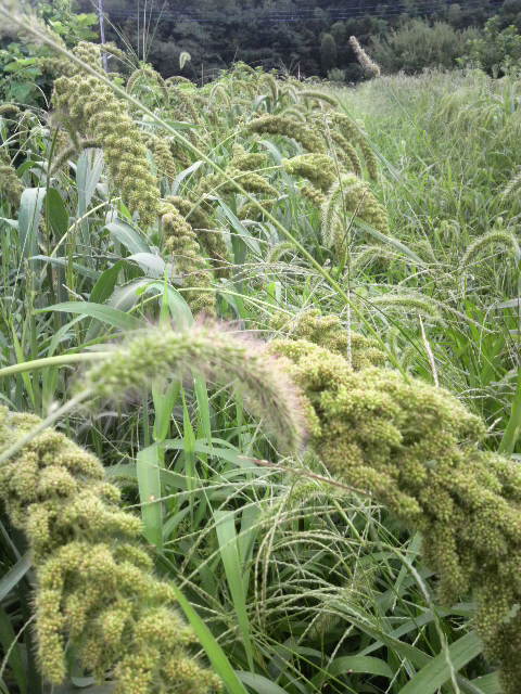 �A���̕�ƃG�m�R�����̕�