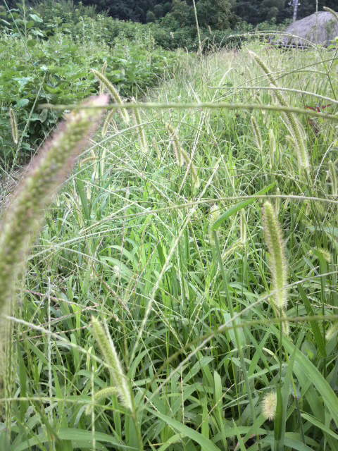 �䂪�ׂ��i��