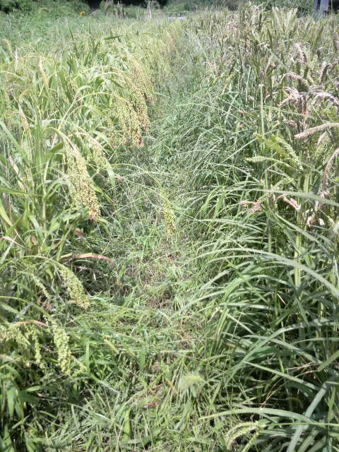 �������L�r���A�E�����V�R�N�r�G��