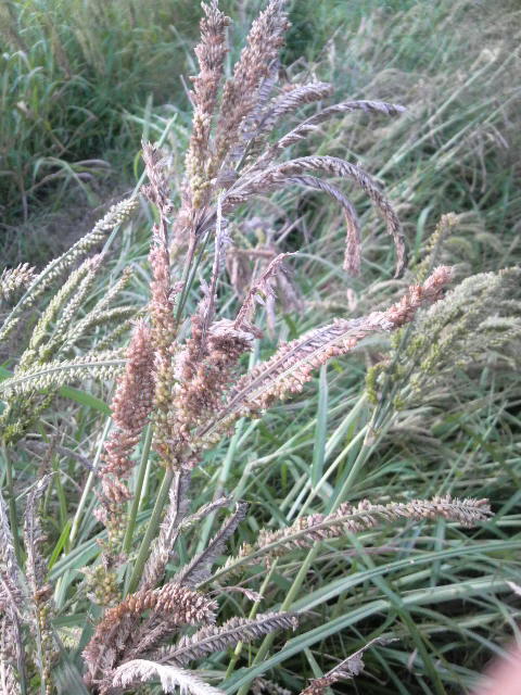 �V�R�N�r�G